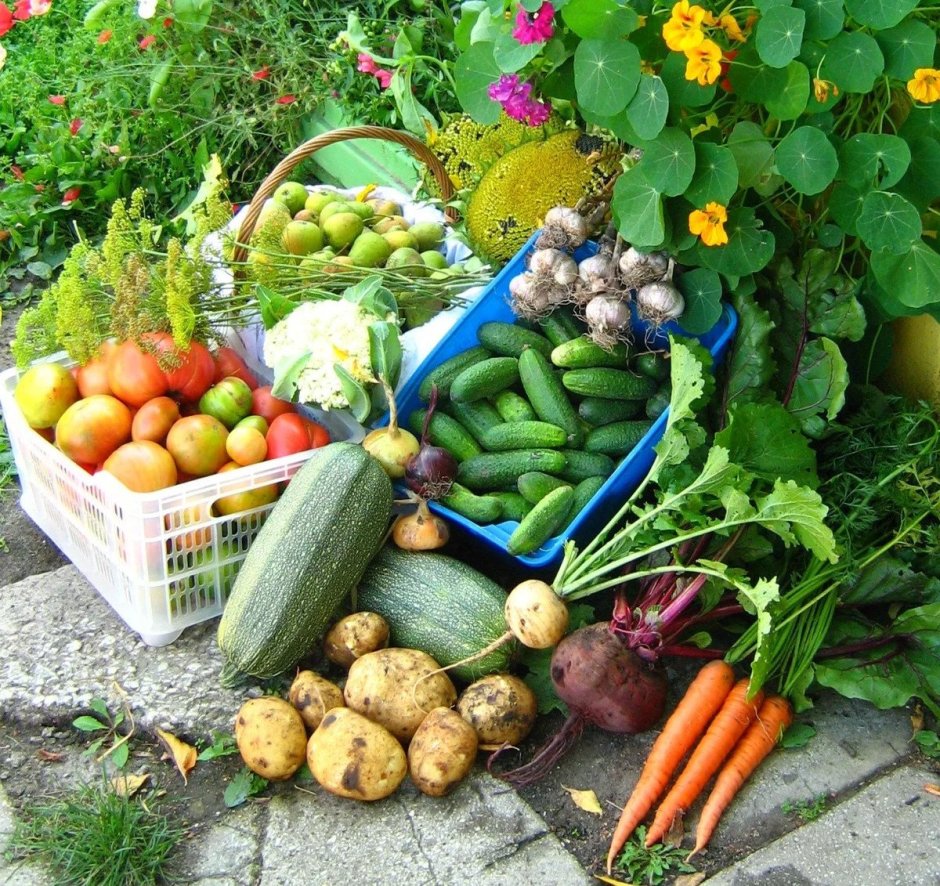 Урожай овощей на даче
