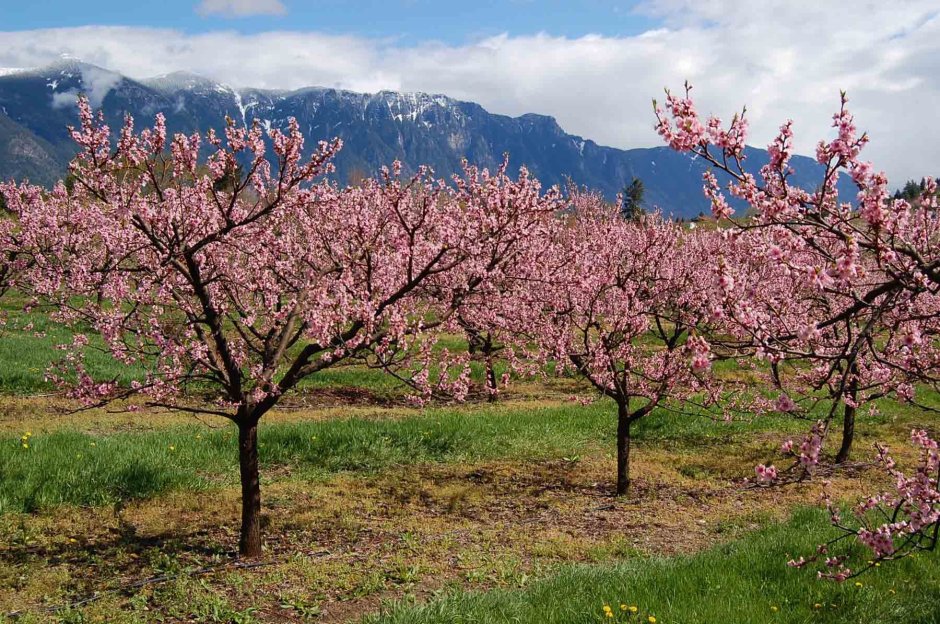 Цветение персикового дерева в Дагестане