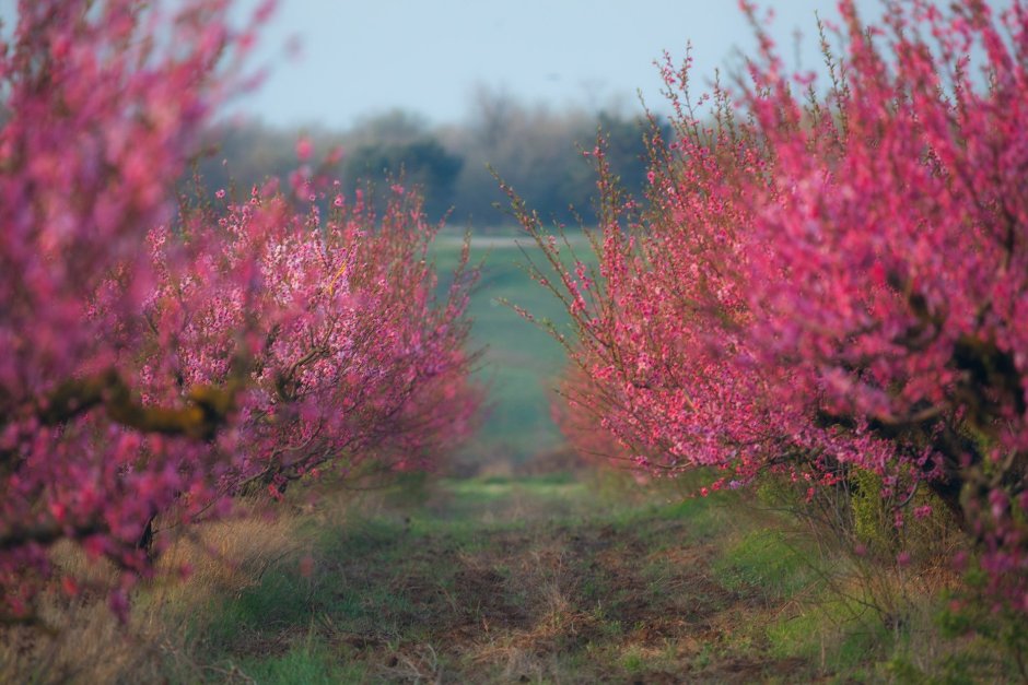 Крым персиковые сады Бахчисарайский район