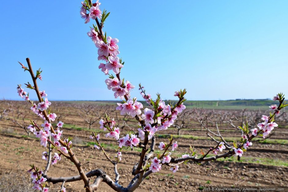 Цветение дерево персик Калининград