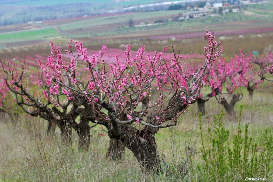 Персиковый сад в Крыму Бахчисарай