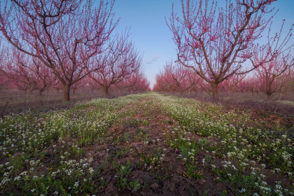 Персиковые сады в Крыму