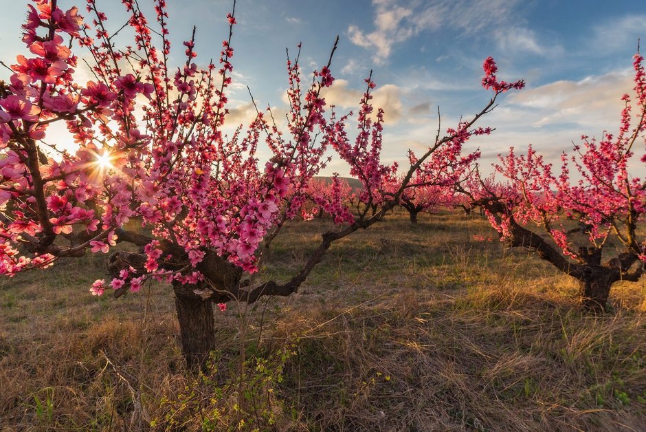 Цветение персиков в Крыму