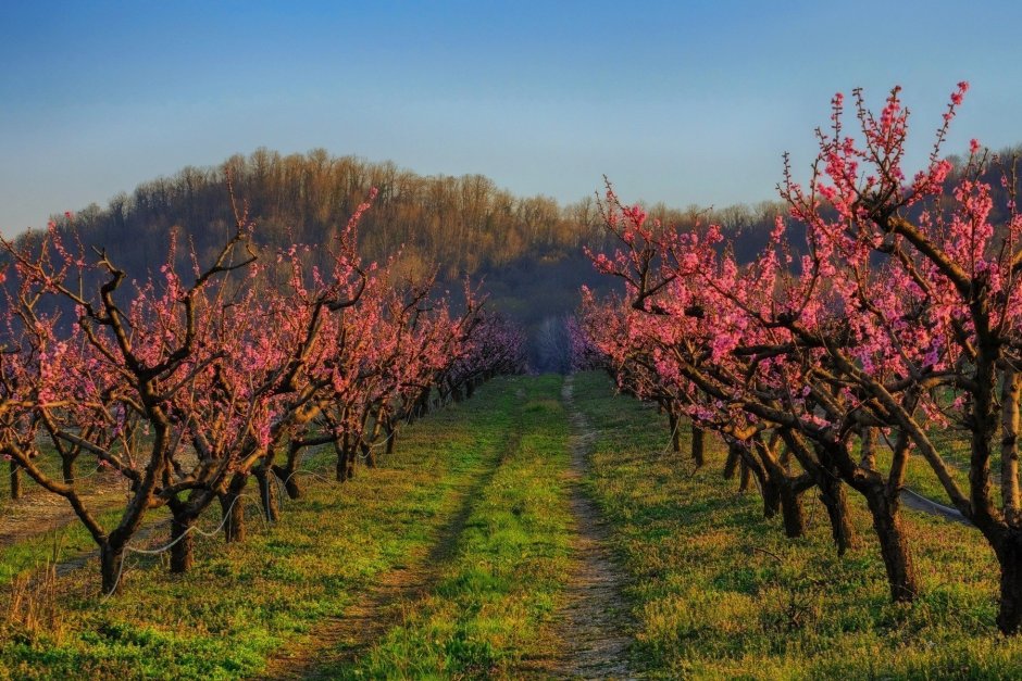 Цветение персикового дерева в Дагестане