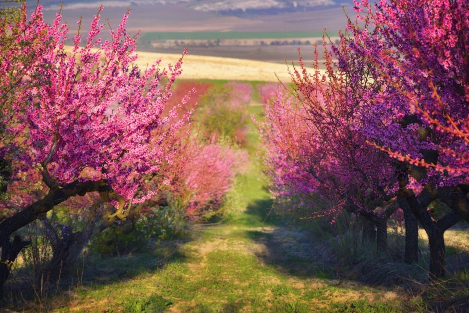 Цветение абрикоса в Крыму
