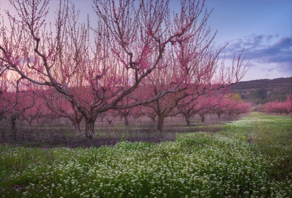 Персиковое дерево цветет Крым