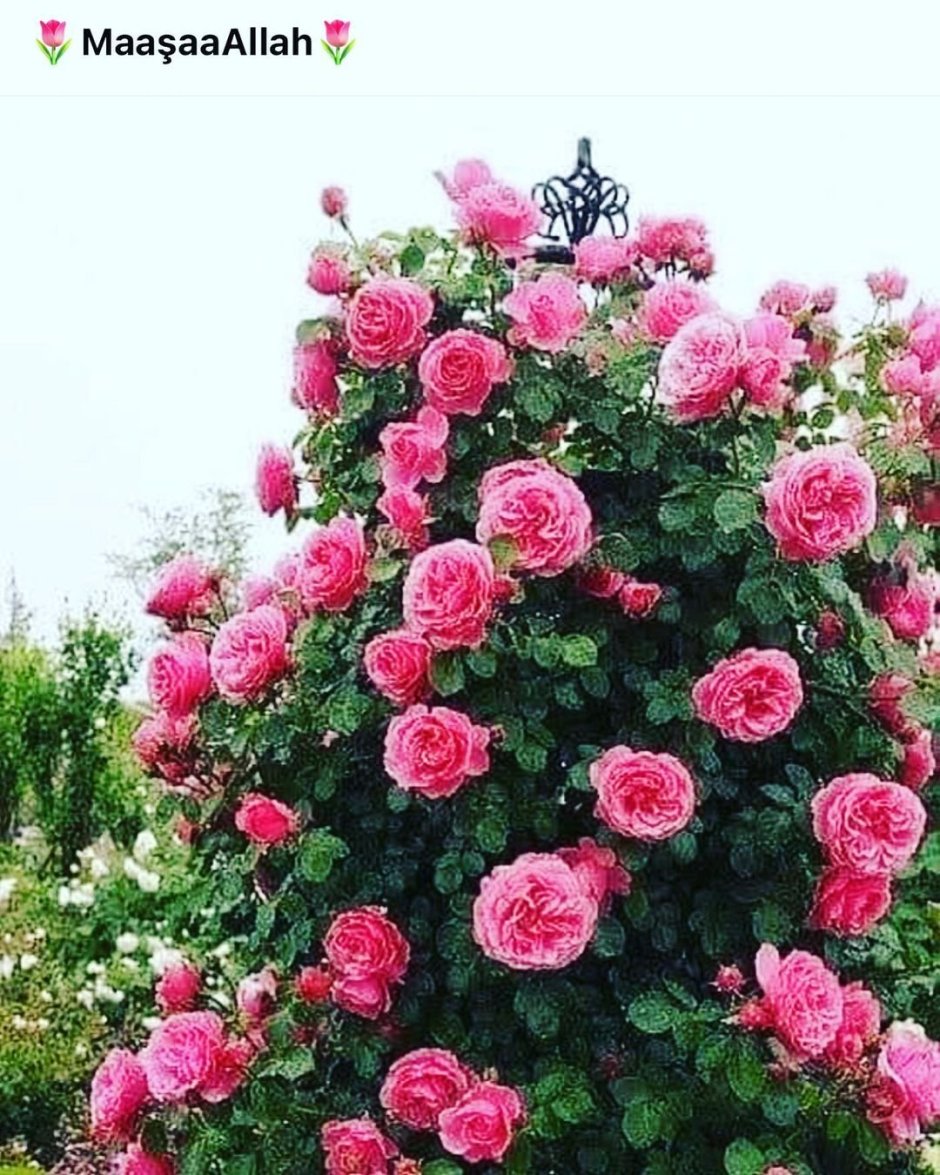 Роза плетистая Пинк Мушимара