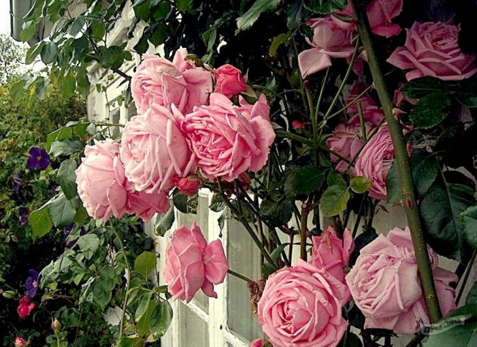 Розы плетистые Корал даун