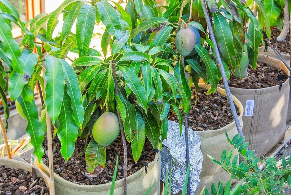 Прорастить манго