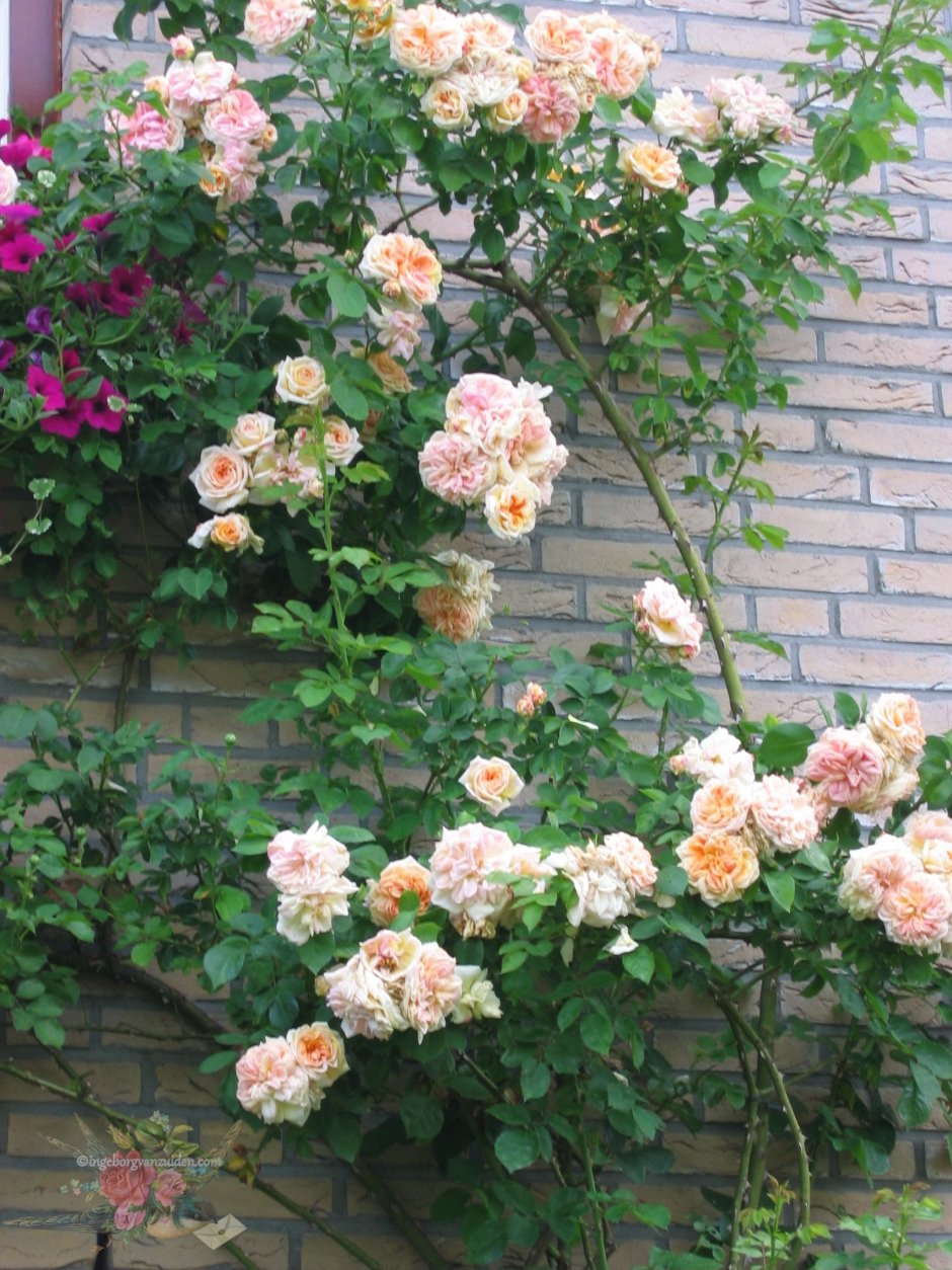 Плетистые розы Глория Клайминг