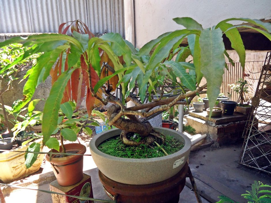 Бонсай из дерева манго
