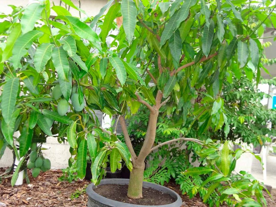 Плодоносящее дерево манго