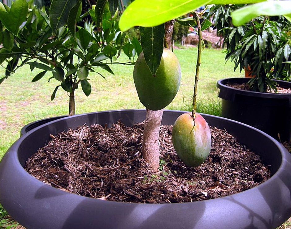 Дерево манго Росток
