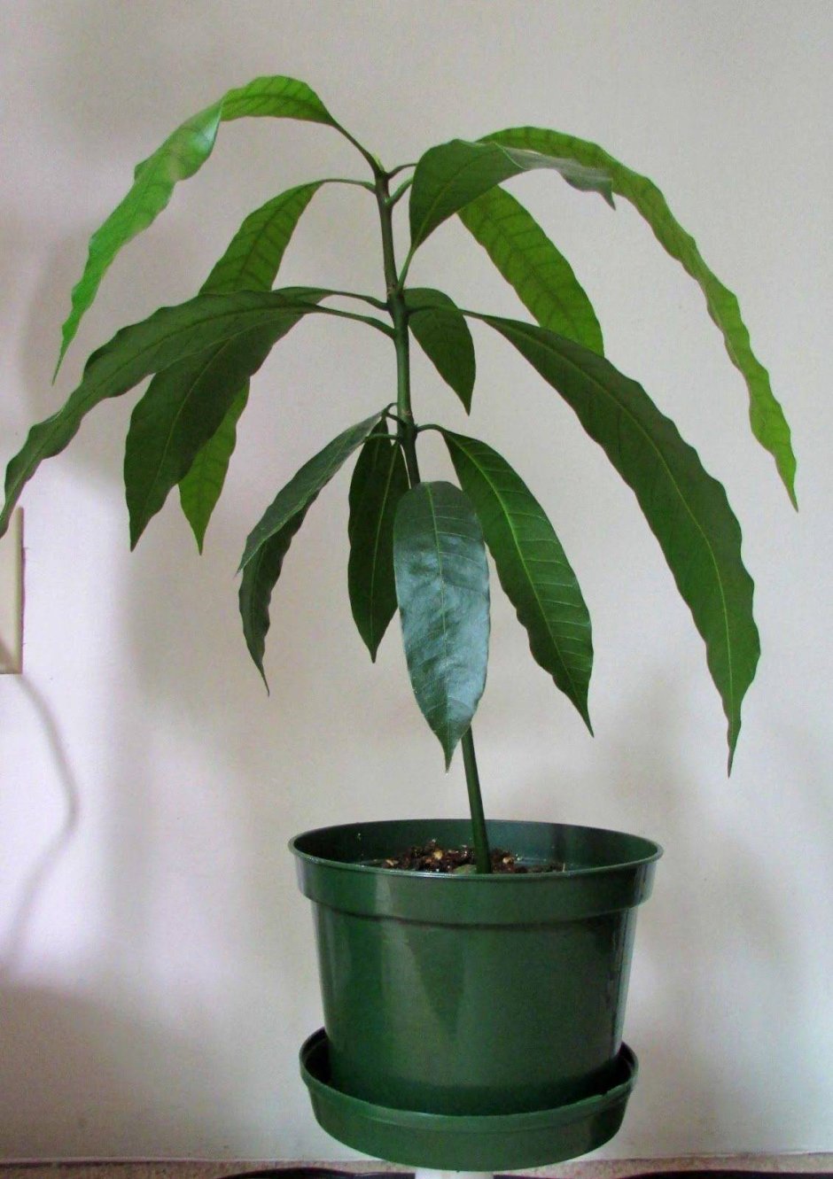 Манго растение из косточки
