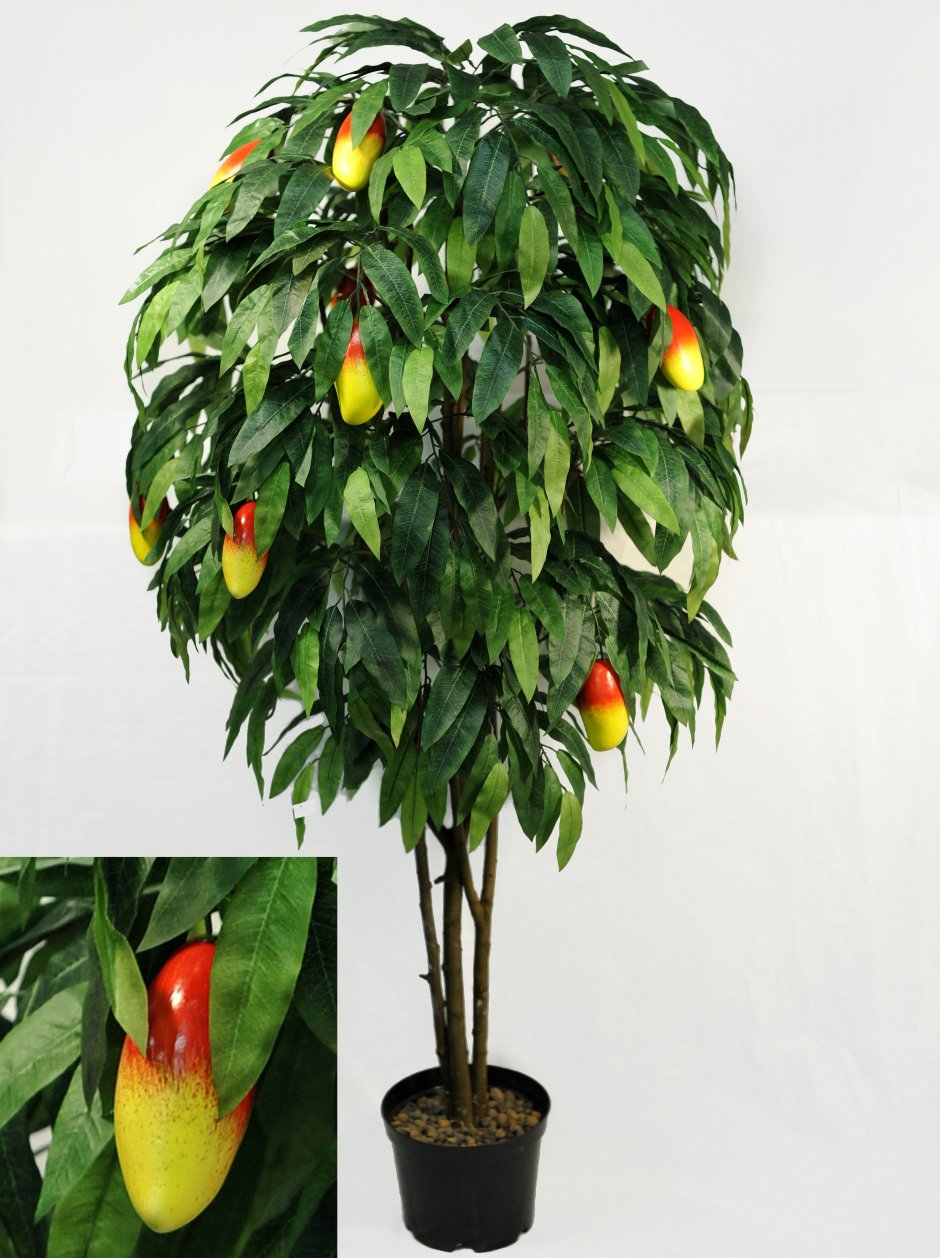 Домашнее дерево манго