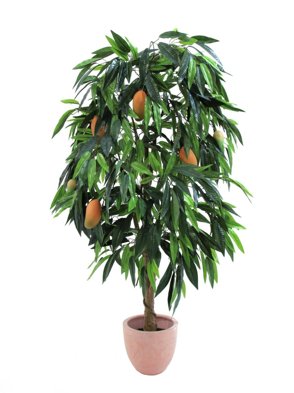 Манго растение дерево
