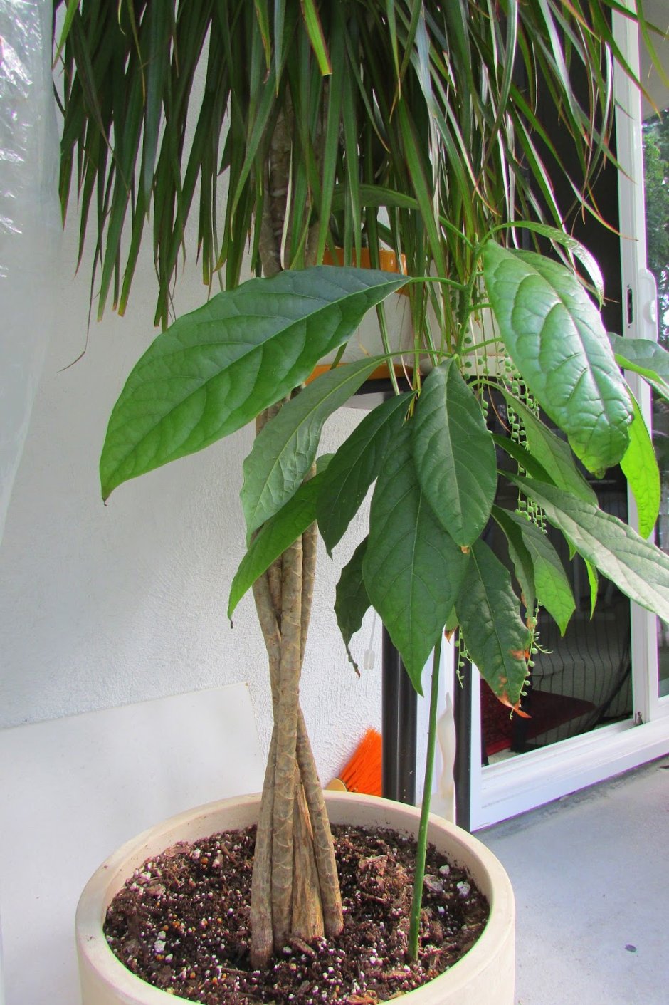 Авокадо растение дерево