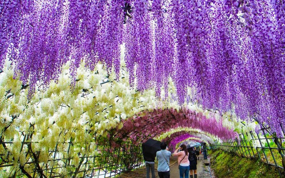 Парк цветов Асикага в Японии
