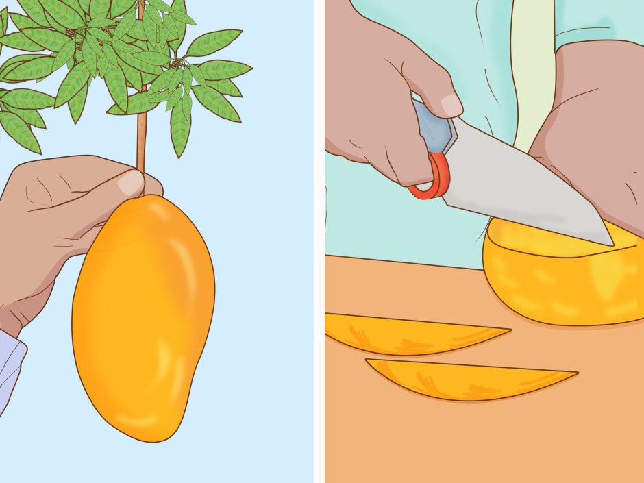 Прорастить косточку манго