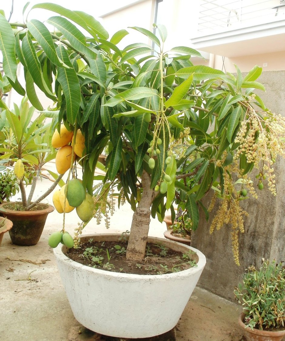 Дерево манго манговое дерево