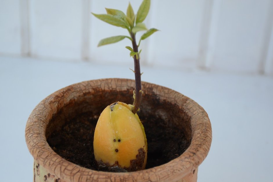 Прорастить манго