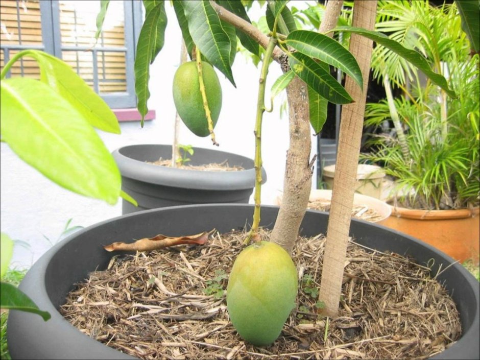 Карликовое манго дерево