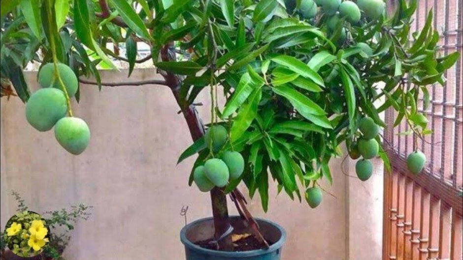 Саженец манго