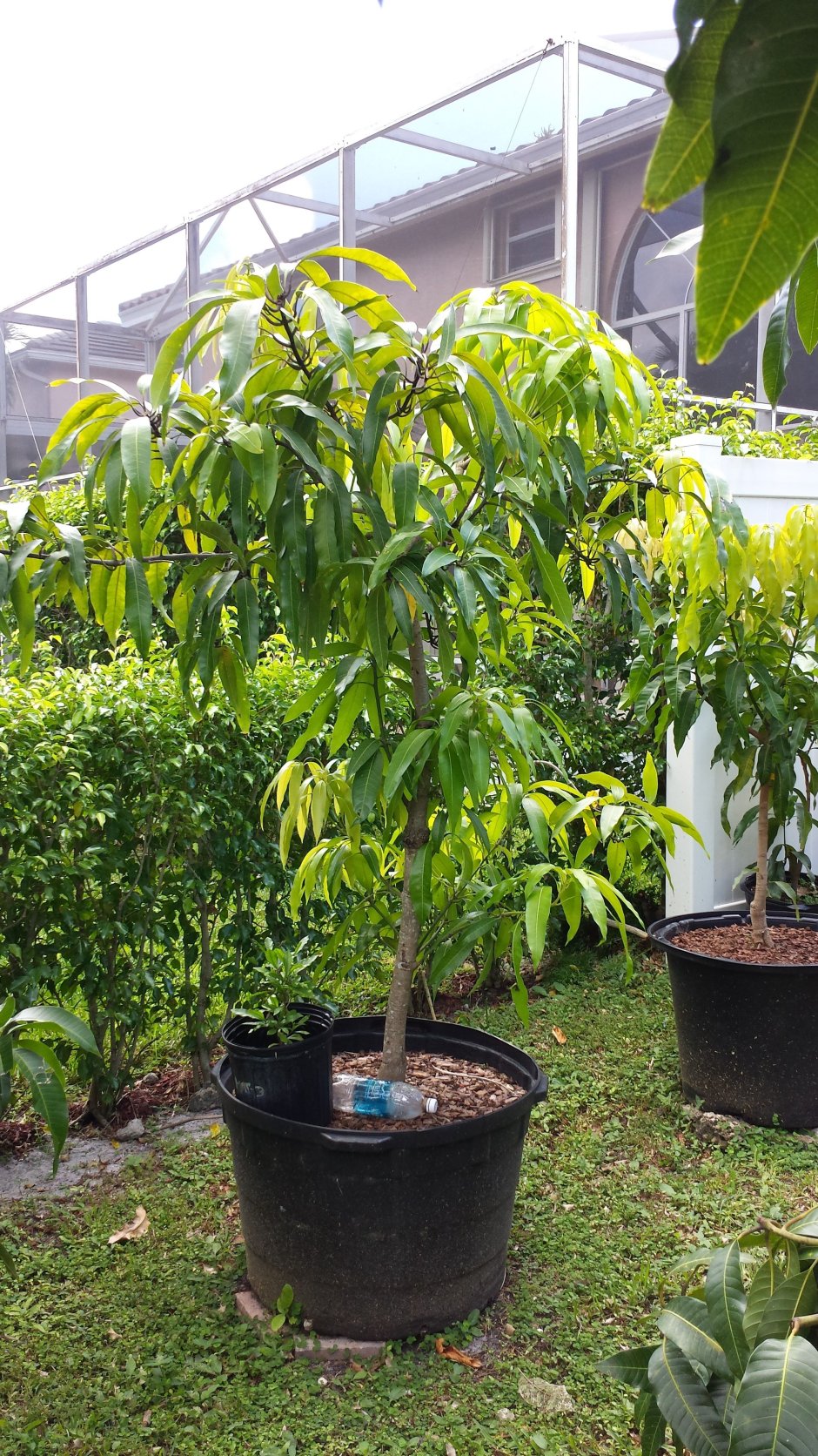 Дерево манго в горшке