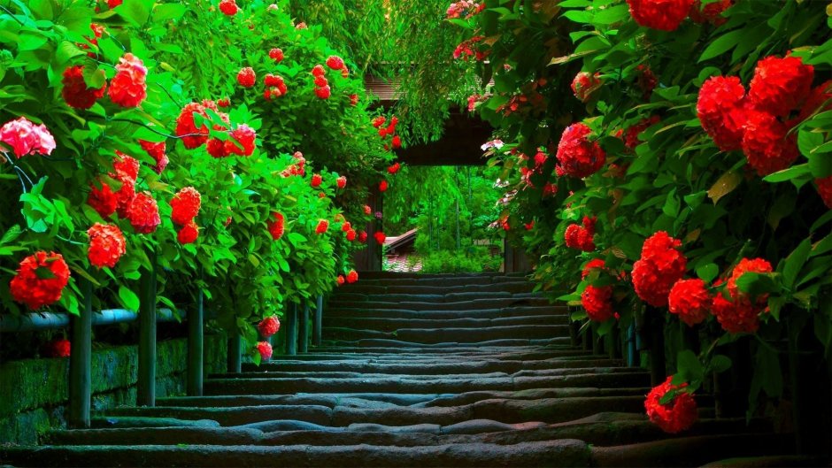Цветы фон сады Бутчартов арка