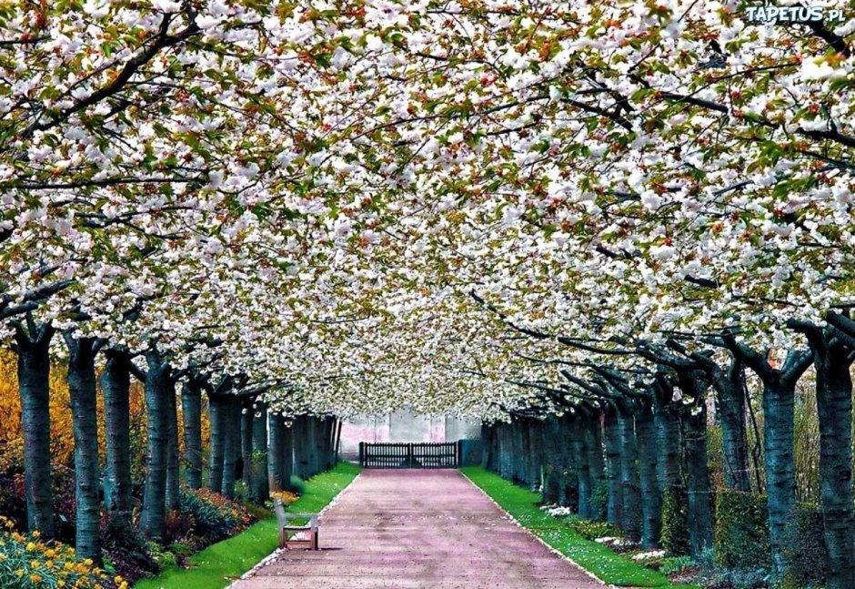 Яблоневый сад в Японии