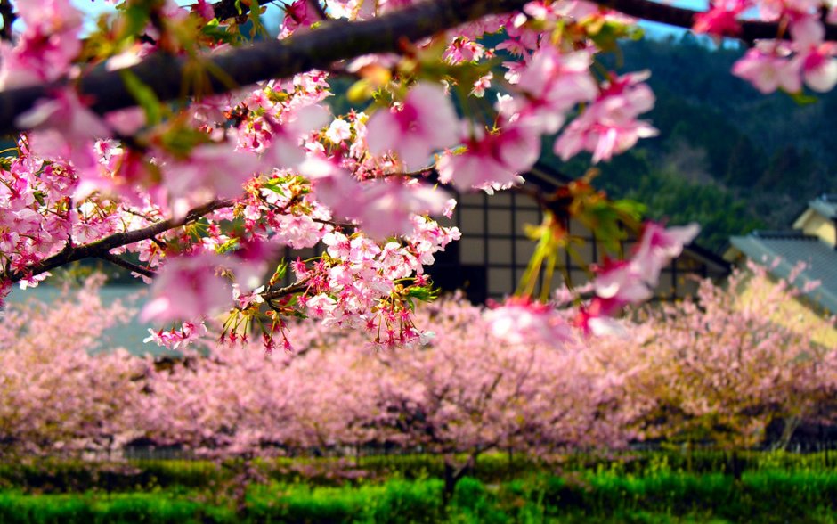 Цветущие сады Сакуры в Японии