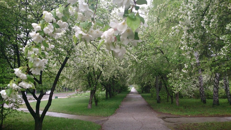 Измайловский парк цветущие яблони
