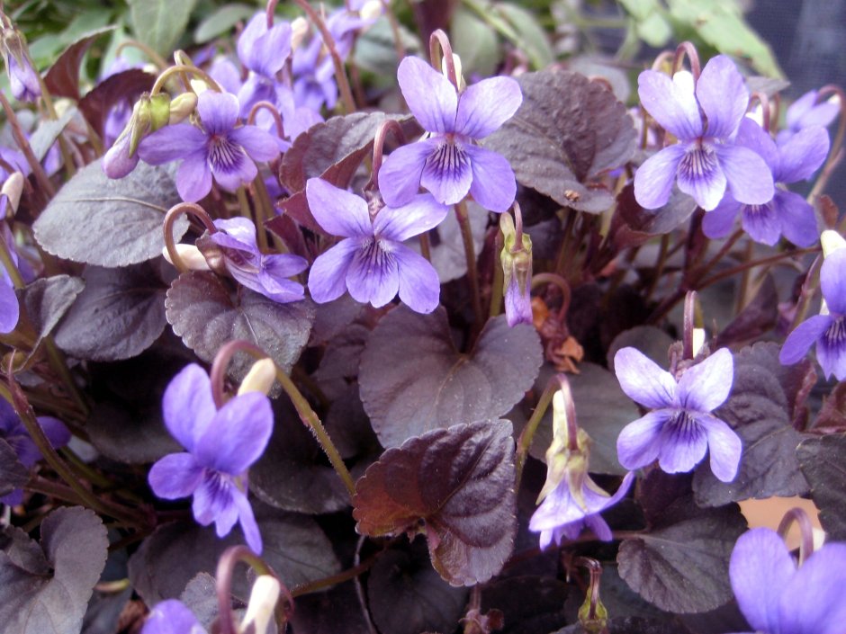 Виола (фиалка) лабрадорская Пурпурея ( Viola labradorica purpurea)