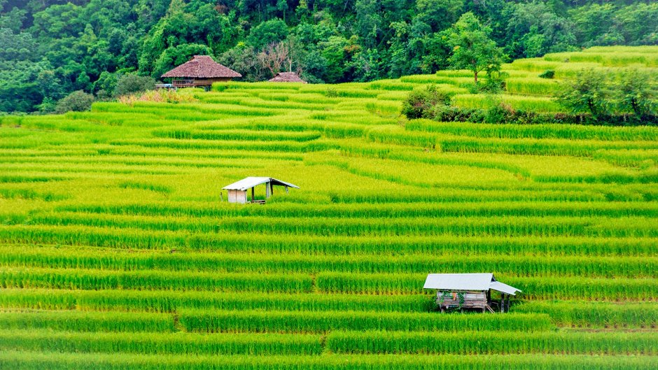 Рисовая промышленность Тайланда