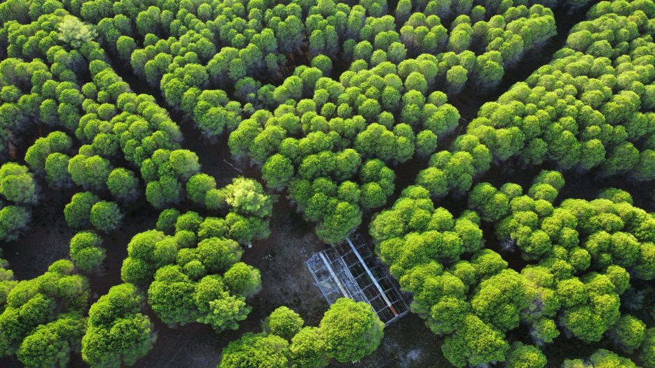 Леса зеленые легкие нашей планеты