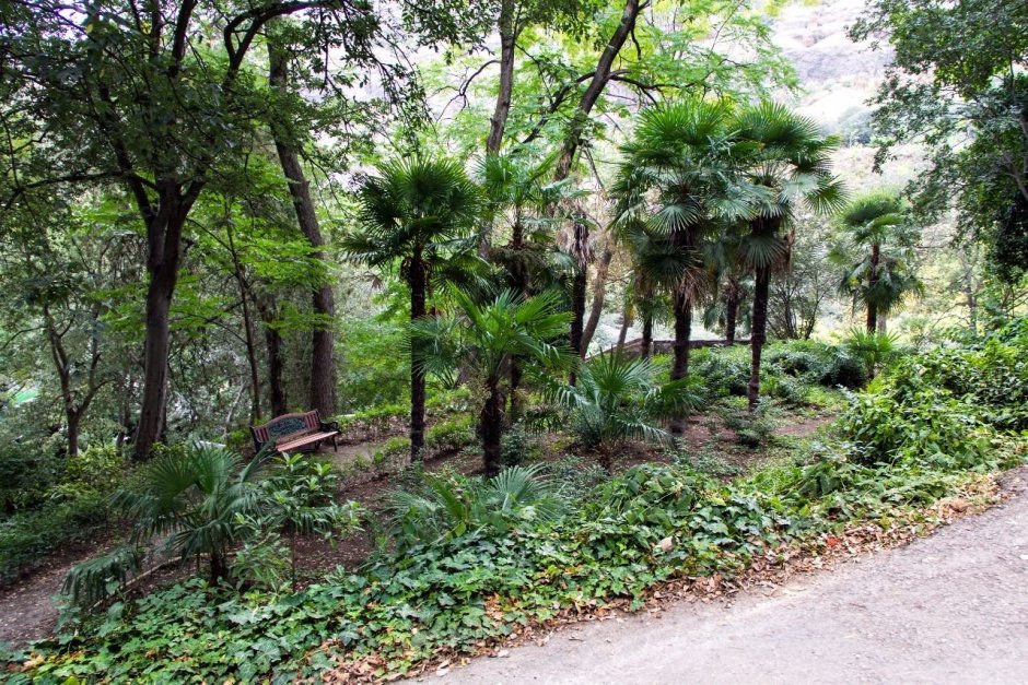 Батумский Ботанический сад Ботанические сады