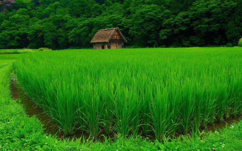 Рисовые поля Бангладеш