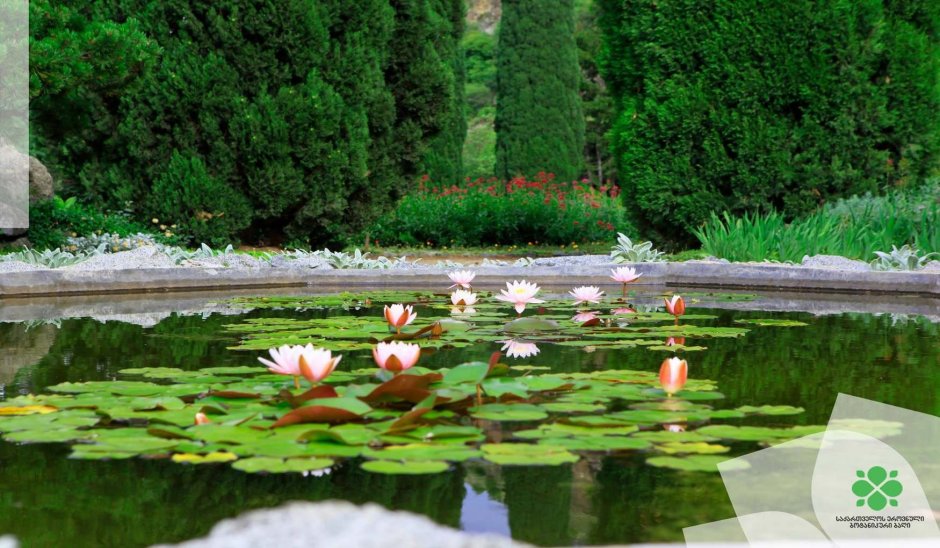 Партер Ботанический сад Тбилиси