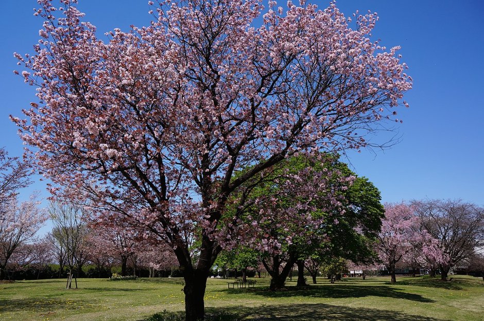 Prunus jamasakura
