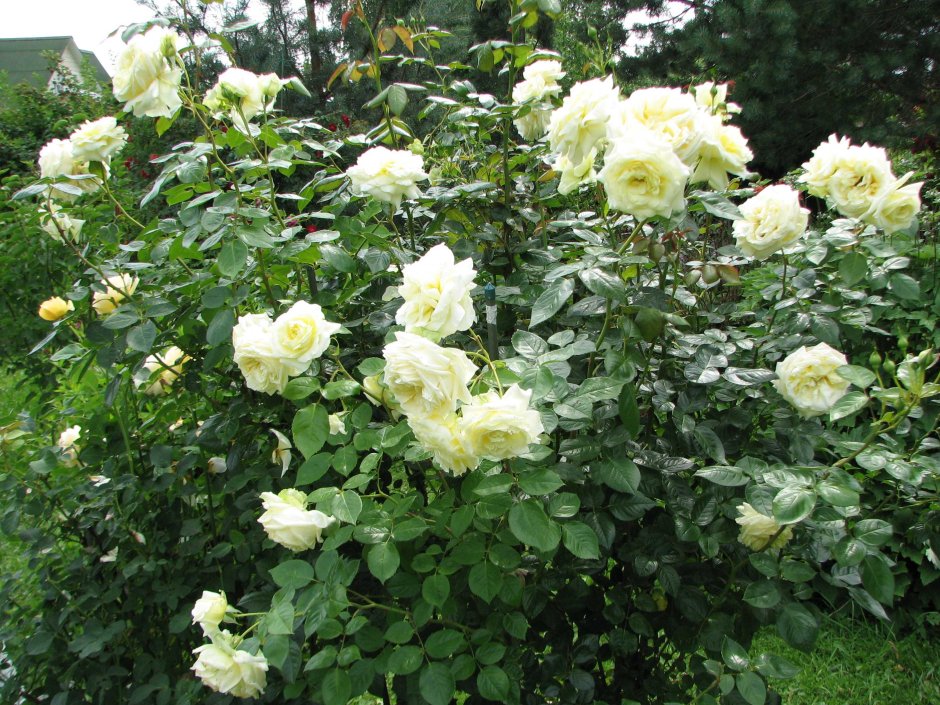 Роза плетистая (Rosa elfe