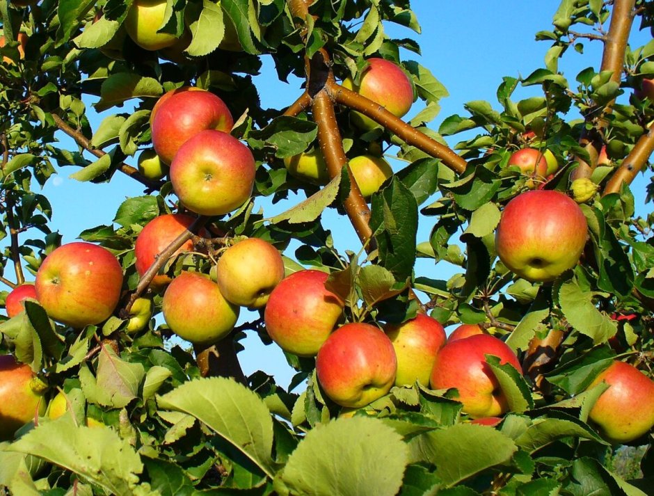 Саженцы яблоня Жигулевское
