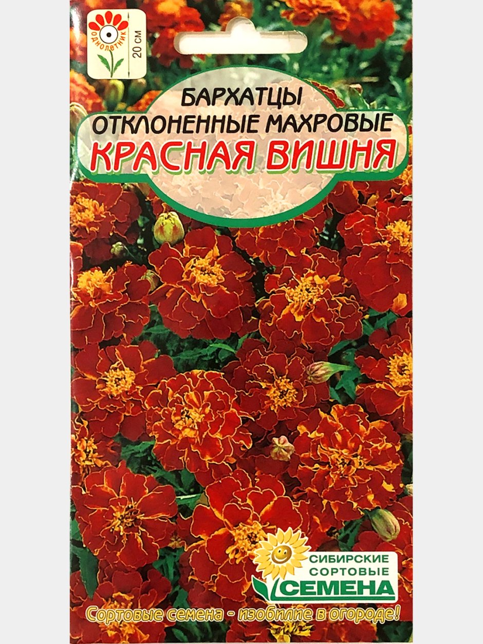 Бархатцы красная вишня Сибирские семена