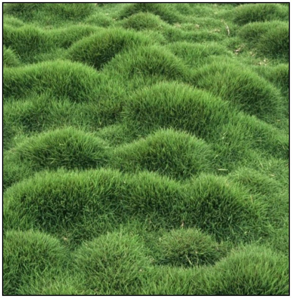Мшанка шиловидная 'Green Moss'