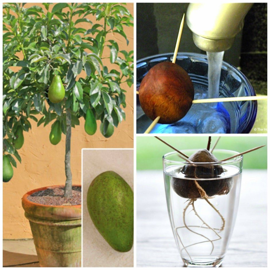 Прорастить авокадо из косточки в домашних