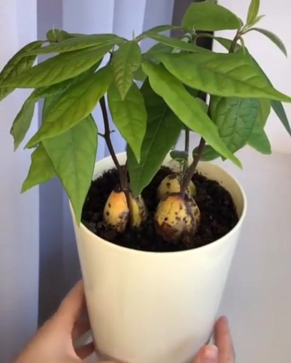 Прорастить косточку авокадо