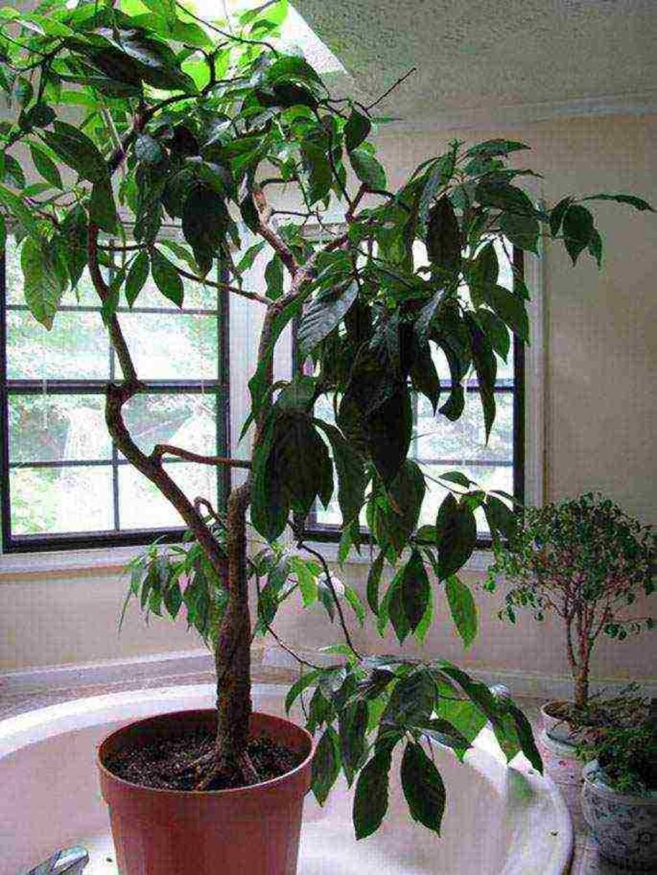Плодоносящее дерево авокадо