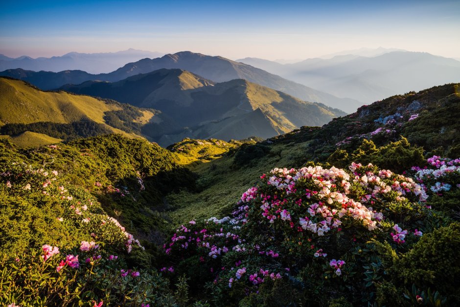 Цветы в горах Армении