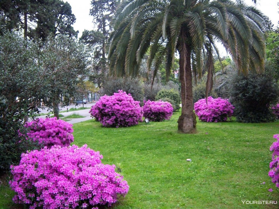 Аджария Ботанический сад