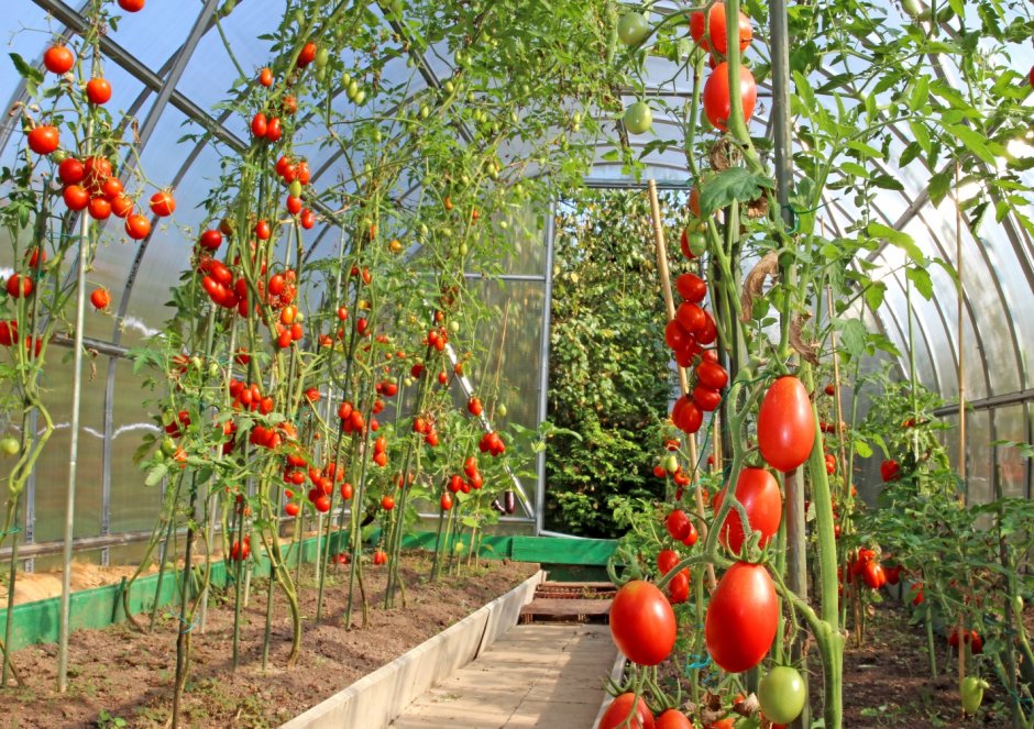Индетерминантные томаты черри