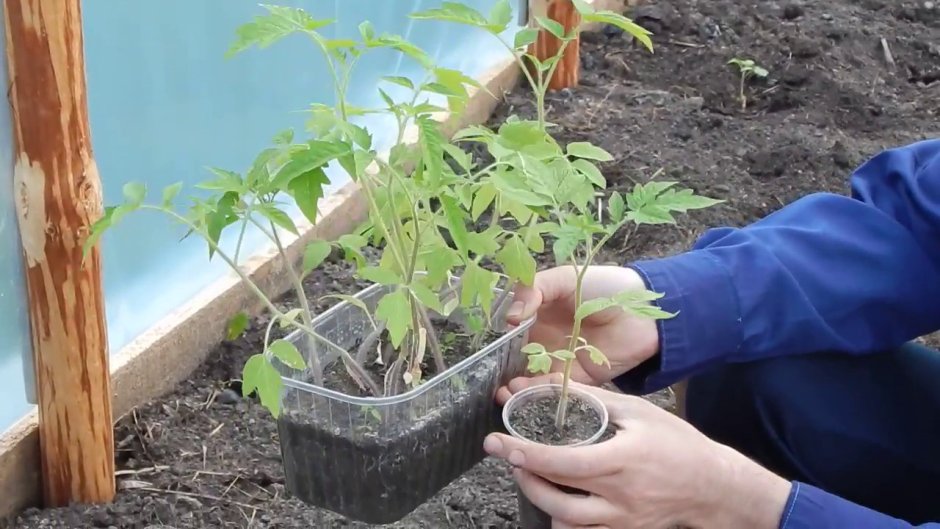 Высаживание рассады помидор в теплицу
